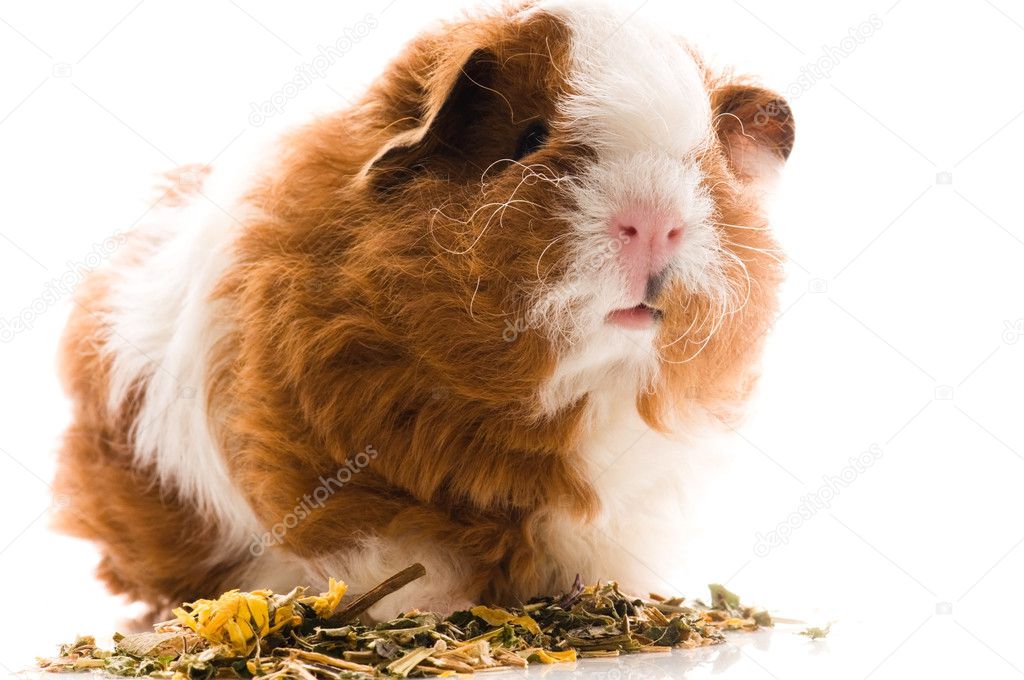 Baby guinea pig. texel