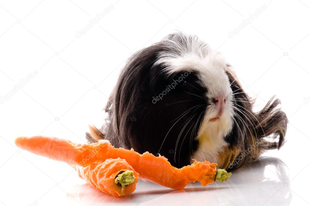 Guinea pig with carrots