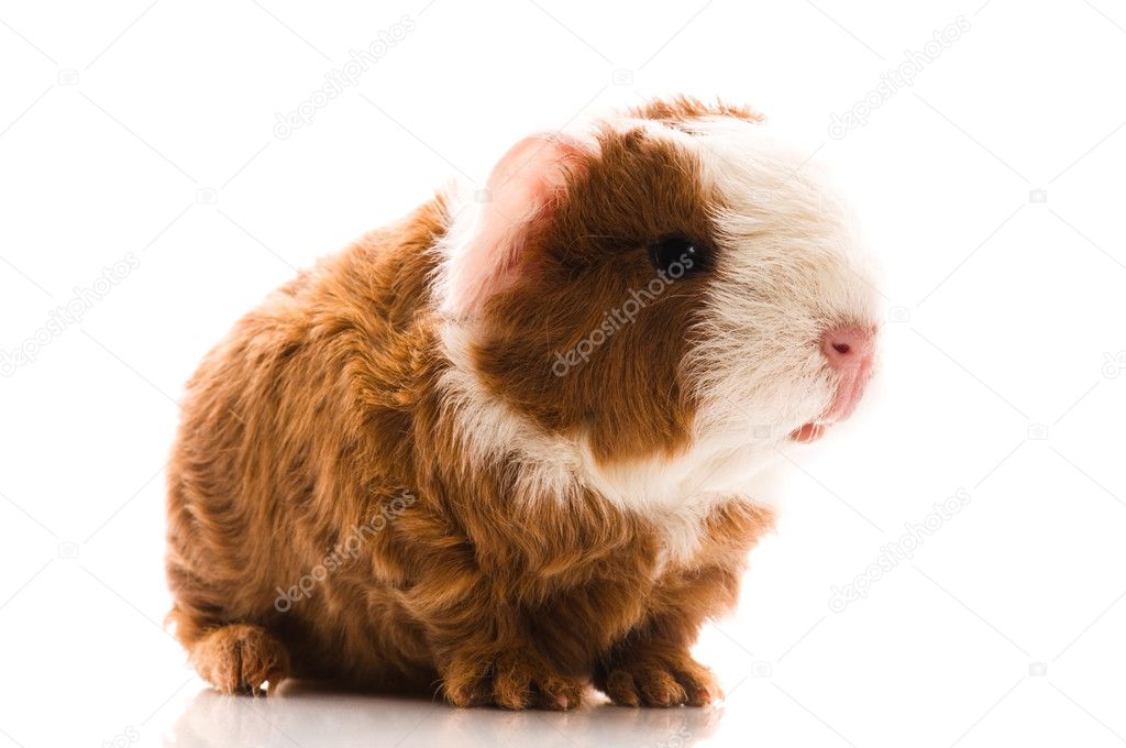 Newborn guinea pig