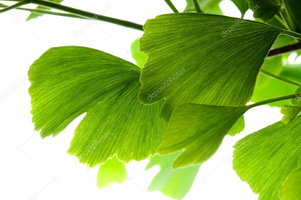 Ginkgo biloba green leaf isolated on white background