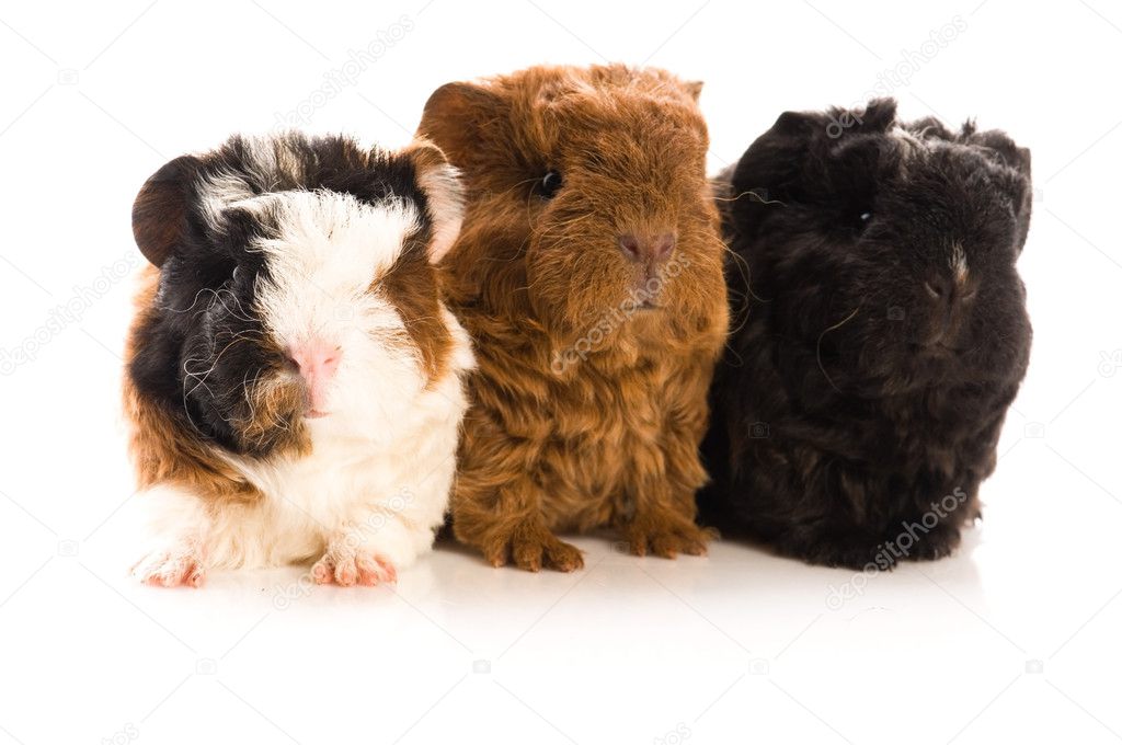 Baby guinea pigs isolated on the white