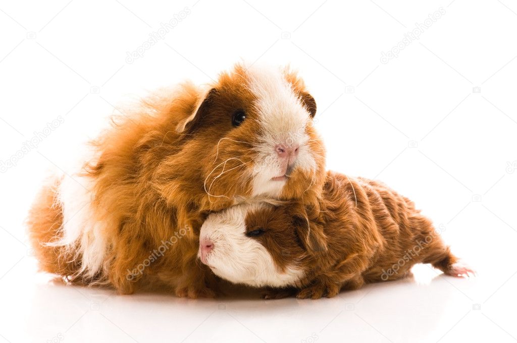 Guinea pigs on the white
