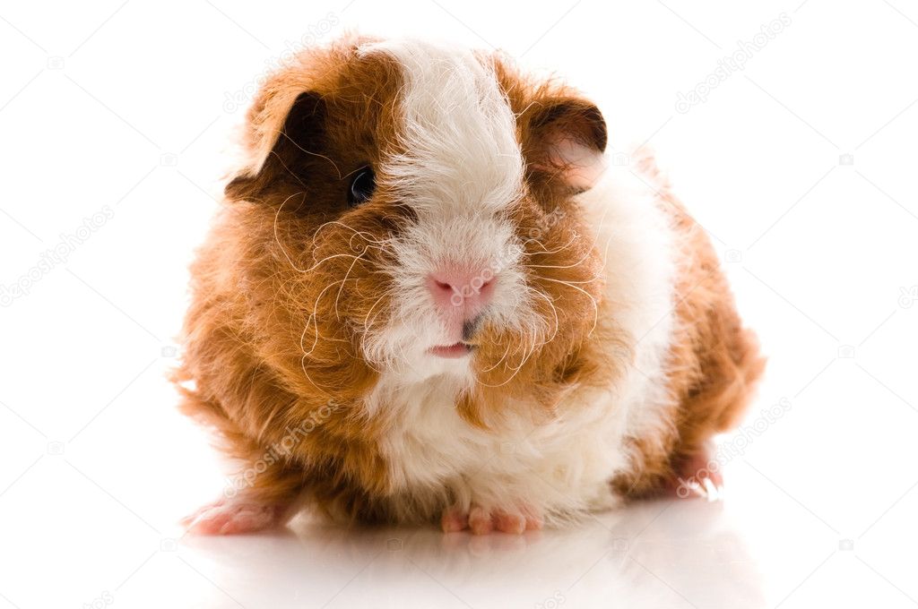 Baby guinea pig. texel