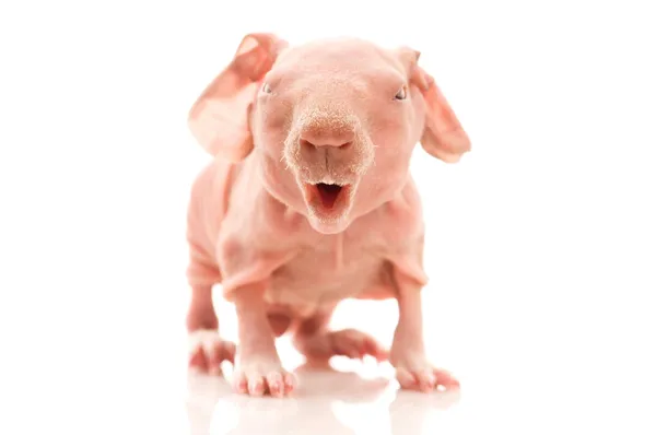 Cerdo de Indias Flaco — Foto de Stock