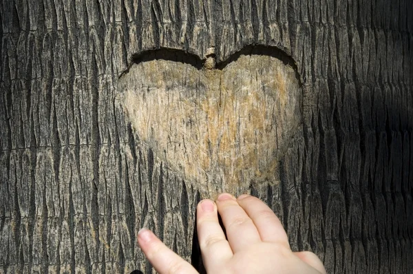 Καρδιά Λαξευμένη Κορμό Δέντρου — Φωτογραφία Αρχείου