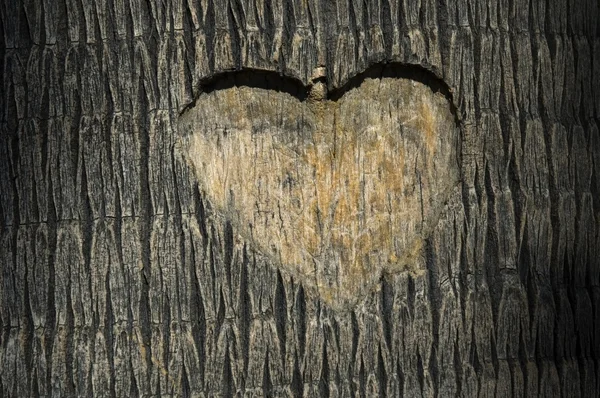 Сердце Вырезанное Стволе Дерева — стоковое фото