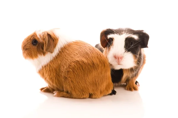 Baby Guinea Pig — Stock Photo, Image