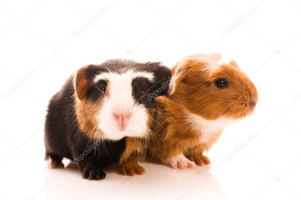 Bebe Cobaye Photographie Joannawnuk C