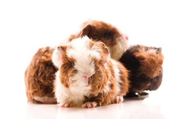 Stock image Baby guinea pigs