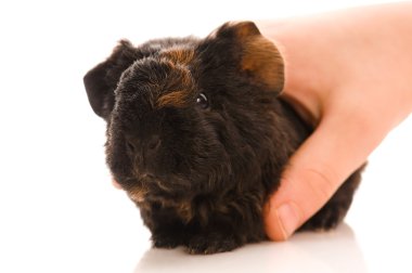 Baby guinea pig clipart