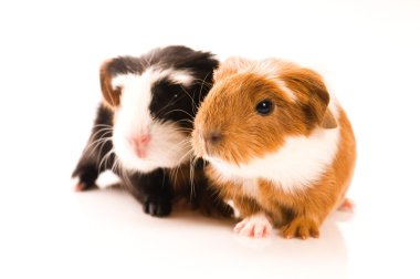 Baby guinea pigs clipart