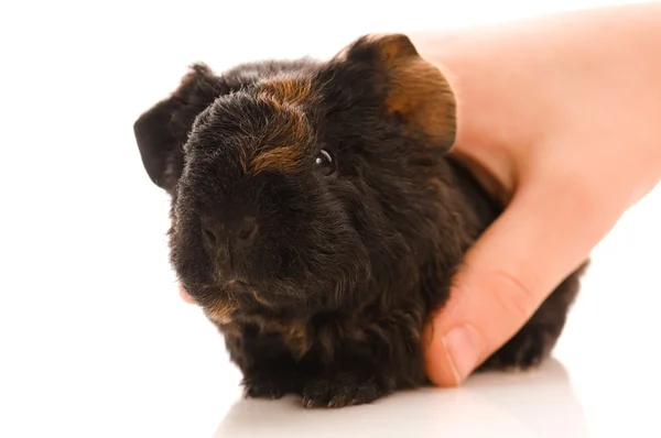 Stock image Baby guinea pig