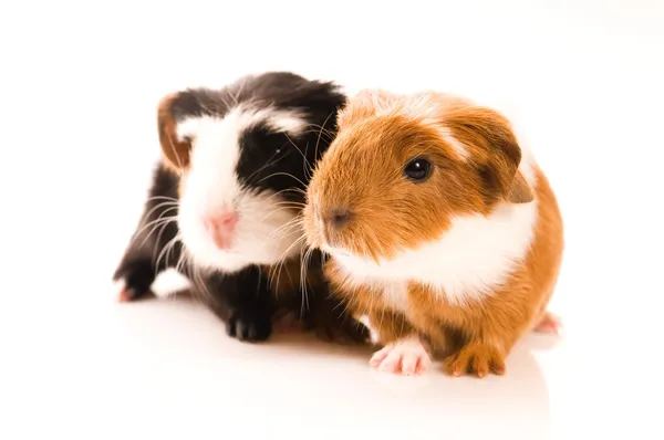 stock image Baby guinea pigs
