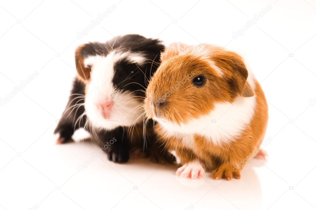 Baby guinea pigs
