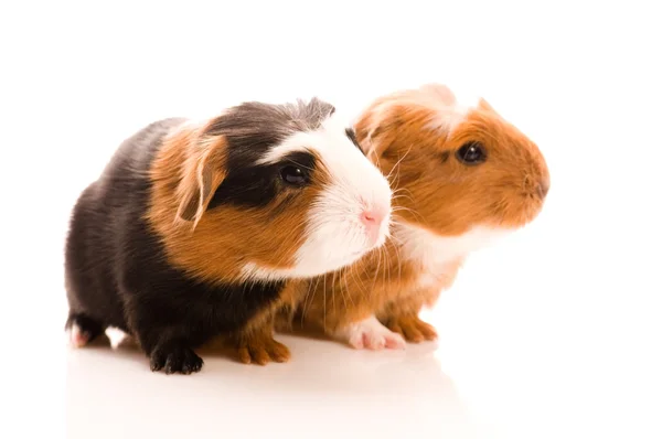 Baby guinea pigs — Stock Photo, Image