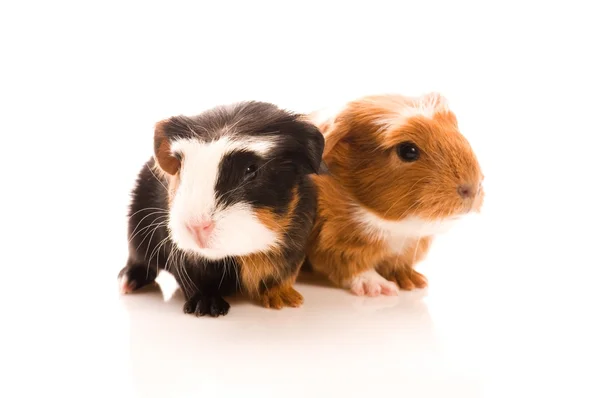 Baby guinea pigs — Stock Photo, Image