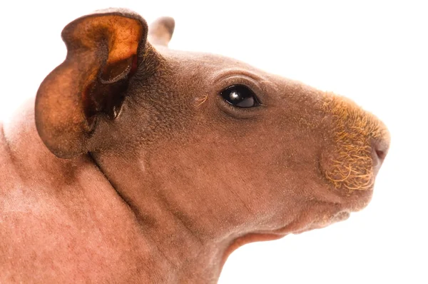 Cerdo de Indias Flaco —  Fotos de Stock