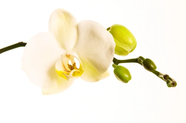 Біла орхідея на білому — стокове фото