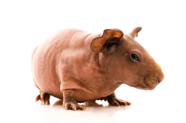 Cerdo de Indias Flaco — Foto de Stock