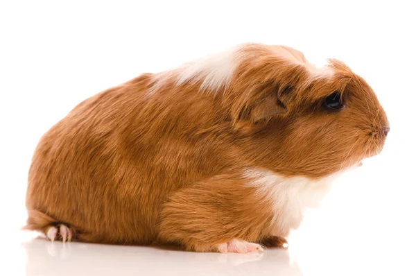 Baby guinea pig — Stock Photo, Image