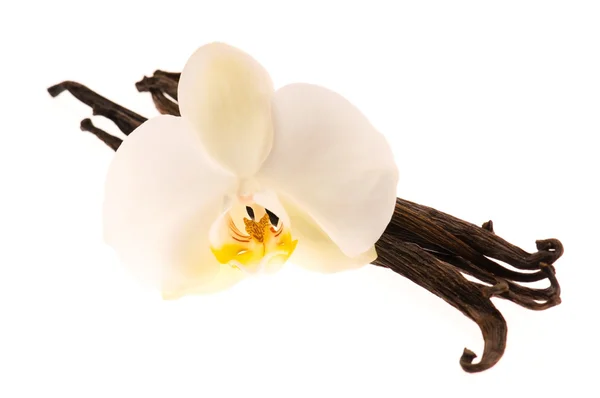Vanilleschoten und Blume — Stockfoto