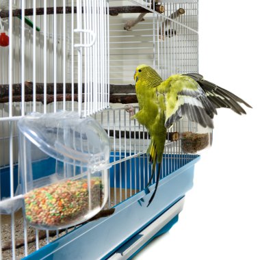 Canary bird clipart