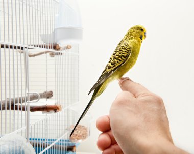 Canary vird clipart