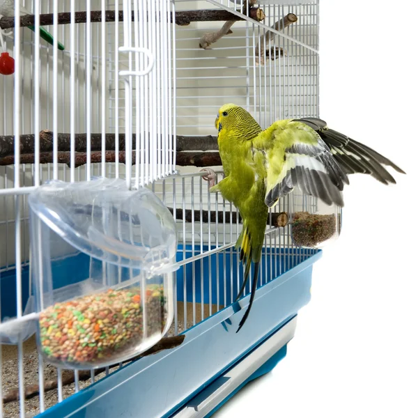 Canary bird — Stock Photo, Image