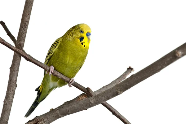 Green Tame Budgie Sitting Branch — Stock Photo, Image