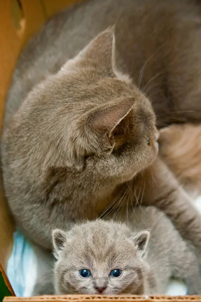 Pequeño gatito y su madre —  Fotos de Stock