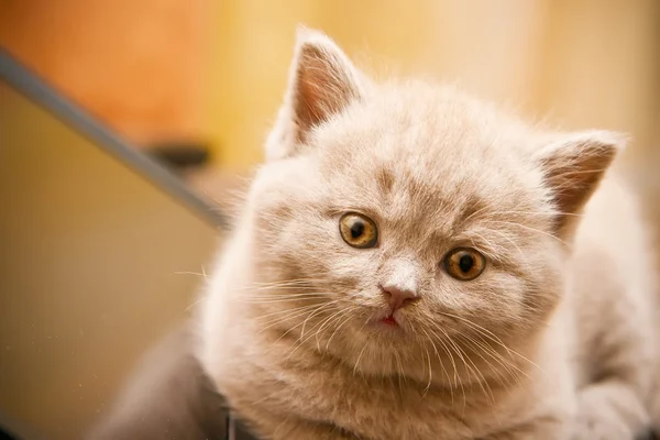 Lila brittiska kattunge — Stockfoto