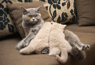 Kedi besleyen kediler.