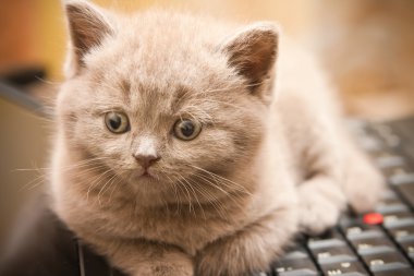 Lila yavru kedi üstünde a laptop