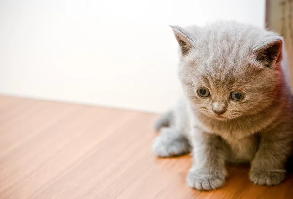 Сіра Brittish кошеня — стокове фото