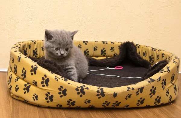 Kotě v jeho posteli — Stock fotografie