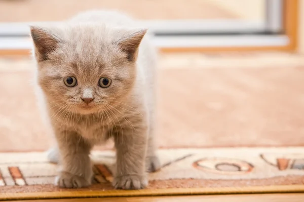 İngiliz leylak yavru kedi — Stok fotoğraf