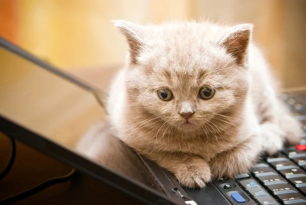 Gatito en un ordenador portátil — Foto de Stock