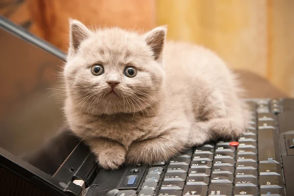 Gatito en un ordenador portátil —  Fotos de Stock