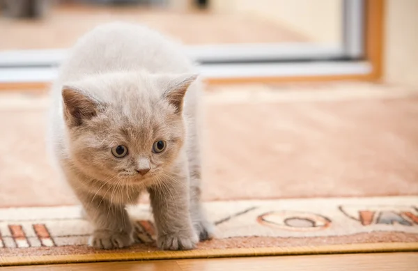 Britânico Lilac Kitten — Fotografia de Stock