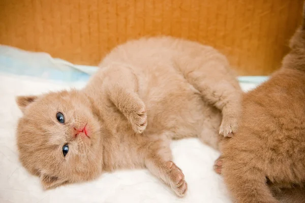 Leżącego nowo narodzony Kotek brytyjski — Zdjęcie stockowe