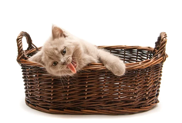 Gähnendes fliederfarbenes Kätzchen im Korb — Stockfoto