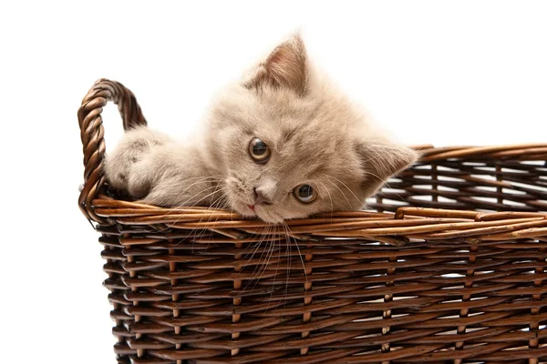Schönes fliederfarbenes Kätzchen im Korb — Stockfoto