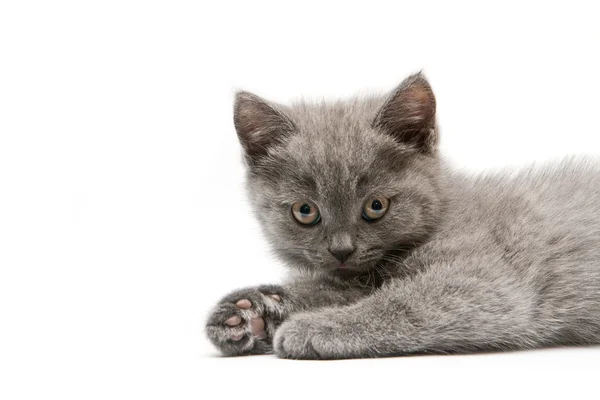 Britisches Kätzchen isoliert auf weißem Hintergrund — Stockfoto