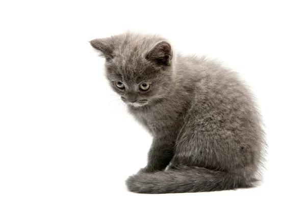 British Kitten — Stock Photo, Image