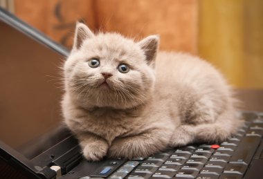 yavru kedi üstünde a laptop