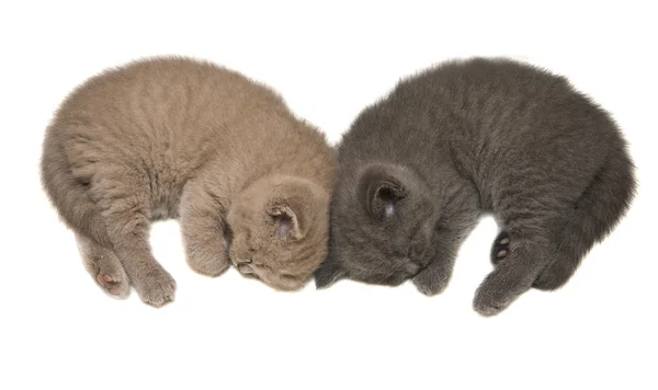 Спящие котята — стоковое фото