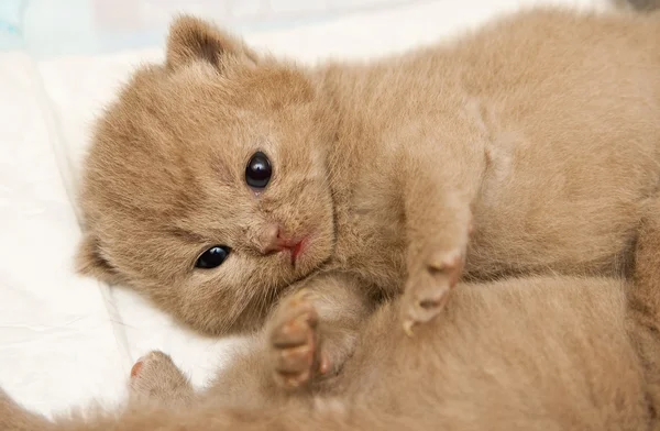 Mintiendo recién nacido británico gatito —  Fotos de Stock