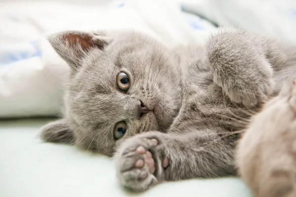 Лежачи британський кошеня — стокове фото