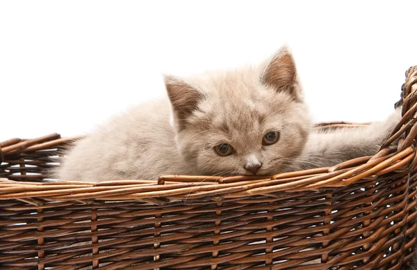 Beautiful Lilac Kitten In A Basket — Stock Photo, Image
