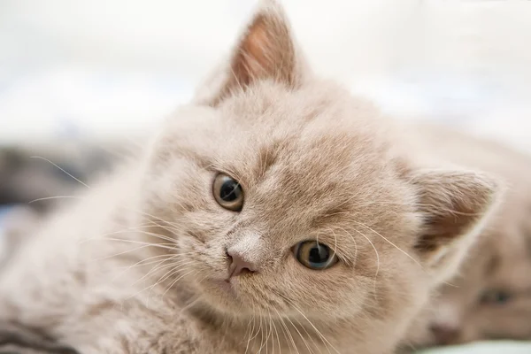 Lindo gatito británico — Foto de Stock
